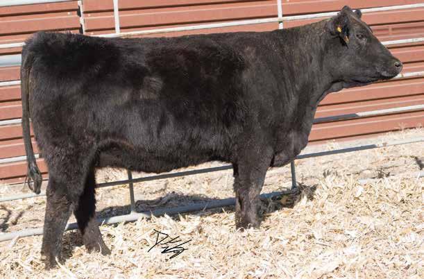 44 122 70 Gonsior Chances R B80 HHSF Hilda 2W97 LLSF Uprising Z925 O C C Juanada 673N Mytty In Focus HHSF Black Matilda From the same cow family as the great Glitter donor, this one has a bright
