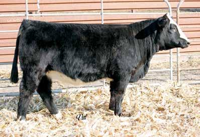 Power Chip is a power packed Angus bull. The offspring should be desirable in many ways, including balanced EPDs. Offered by Sathena Scarborough.