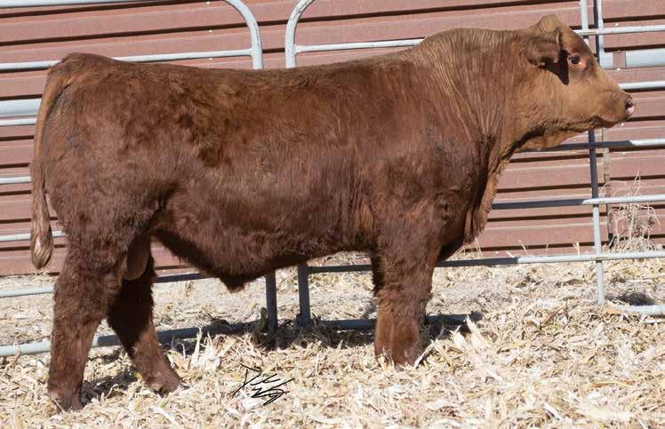 4 WS Beef Maker, Sire Magnetic Lady, Dam 7 Gonsior/TBL Beefguy E390 Red Dbl. Polled Purebred Bull 13.9 69 96.17 8 26 60 19 10.4 34.1 -.57.17 -.130 1.07 139 75 #3468604 Tattoo: E390 BD: 10-2-17 Act.