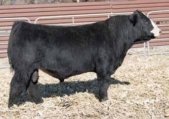 Ribeye N72 CNS Dream On L186 SVF NJC Magnetic Ldy M25 We have to think this bull could find a spot in a breeder s pasture also. We seriously considered keeping him ourselves for a herdbull.