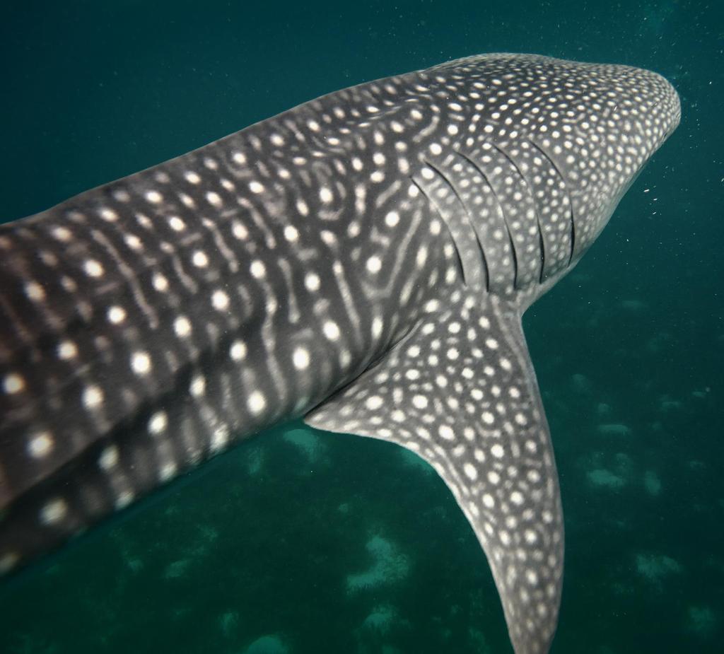 Why to stay motivated? Magnificent animals such as this whale shark are being found with plastic remains in their bodies.