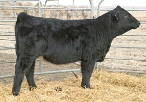 She is a very long fronted, feminine female that combines two great cow families. She will continue to get better daily.