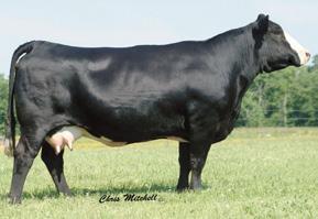 02 100 57 Lazy H Pathfinder R104 Drake Miss P36D Meyers 007 BS Paycheck 5H Meyers Blk Perfection Dam 007K is a donor from the Meyer Ranch that has had several good ones, including former top-selling