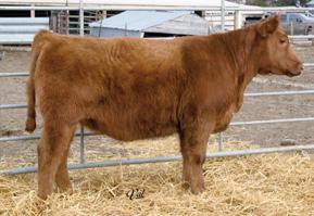 She is a super cow prospect with style that would make a fabulous May show heifer. She keeps getting better every day!