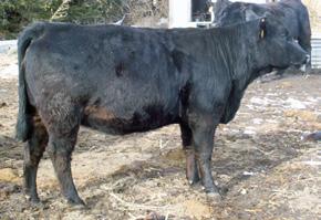 Sire/Date: BC Lookout 7024 on 5-7-08 Est. Plan Mating EPDs: * -1.0 31 61 * 3 19 * CW -2.1 YG.13 Marb.39 BF.05 REA -.