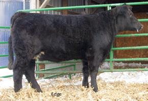 Vet called her safe to the pasture sire, and she is due in April. TBSF Miss Macho 794T CE BW WW YW MCE MM MWW Stay * 2.