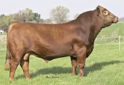 08 104 57 Owned by Janssen Farms, Brent Hall, Kriz Cattle Company and Gonsior Simmentals. Gonsior/NF Scarlet Dreams #2271734 Pld PB SM BD: 3-3-04 x Swain-SCF Candy 015K 12-2.