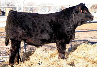 IN THE HEARTLAND REFERENCE SIRES Gonsior/AS Nebraska Beef #2304439 Pld PB SM BD: 3-18-05 