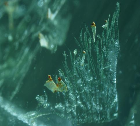 Figure 5. Seaweed-like forms contributed to the oceanic scene in the aquamarine crystal. Photomicrograph by R. Befi; image width 3.0 mm. Figure 6.