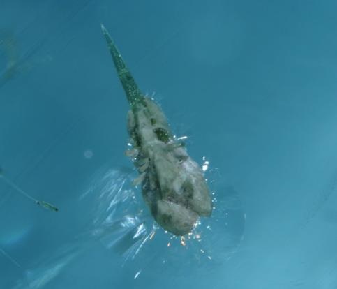 Small crystals visible in different areas of the aquamarine resembled stingrays composed of tapered crystals partially surrounded by tension fractures (see, e.g., figure 6).