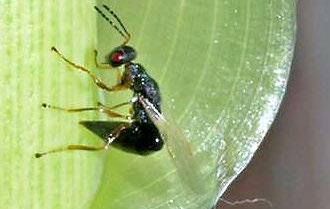Biological Control Methods Arundo wasp (stingless)