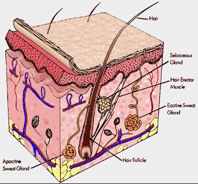 The skin & horney layer The horney layer The most important physiological function of the horney layer is to serve as a wall of defense against various stimuli such as dryness, ultraviolet rays, and