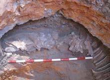 Shaft 7 after excavation and sand removal to a depth of 5m. Figure 21. Skeleton of a cow found in articulation within a layer of ash in the Shaft 9 shaft/refuse pit.