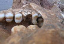 Note the damaged upper first and second molar teeth. Tomb 43 The human remains had been placed on the chamber s sand floor and covered with hamra soil.