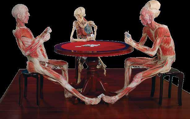 Poker Playing Trio Body Worlds exhibitions include figures in positions that resemble everyday activities. Here, von Hagens injects humor as he depicts a card passed under the table.