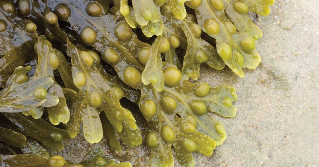 VOYA organic seaweed Spa treatments VOYA