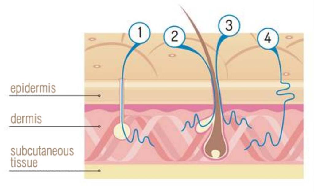 Skin penetration routes of collagen Collagen absorption 1. through duct of the sweat gland 2. through hair follicle and sebaceous gland 3. through hair follicle and hair bulb 4.