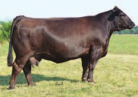 page 6 S hes G lamorous SAFN Shes Glamorous - reference dam 11 Kenco Cattle KenCo Steel Magnolia CALVED: 11-25-11 ASA: 2631724 TATTOO: 437Y SVF Steel Force S701 SAFN Shes Glamorous SVF Sheza Beauty