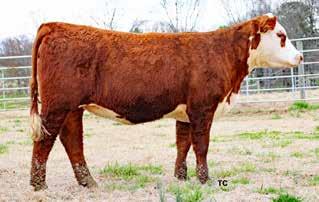 Barnes Herefords 30 Lot 27 RMB 501C Southern Bell 216E Lot 28 RMB 262/710 Southern Bell 226E Lot 29 RMB 342Z Southrn Belle 303E RMB 501C SOUTHERN BELLE 202E {DLF,HYF,IEF} P43835168 Calved: 9/4/17