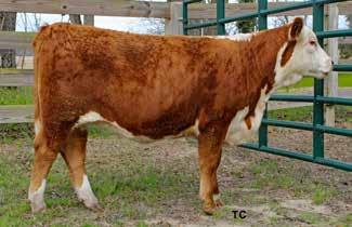 18, 2018, to JDH Victor 719T 33Z ET, then pasture exposed Jan. 1 to March 2, 2019, to TRM A-05 Clearwater 4034. Consigned by Twisted W Farms, Albany, Ga.