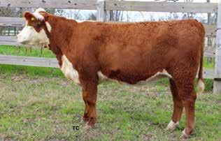 1 to March 2, 2019, to TRM A-05 Clearwater 4034. Consigned by Twisted W Farms, Albany, Ga. 277 334 94 0 3.1 42 84 0.0 0.6 12.8 17 38-0.8 59 1.10 1.10 56 0.037 0.13 0.