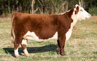 29, 2018, to Innisfail WHR X651/723 4013, then pasture exposed Dec. 11, 2018 to Jan. 9, 2019, to EFBeef X51 Resolute C615. Safe in calf to EFBeef X51 Resolute C615.