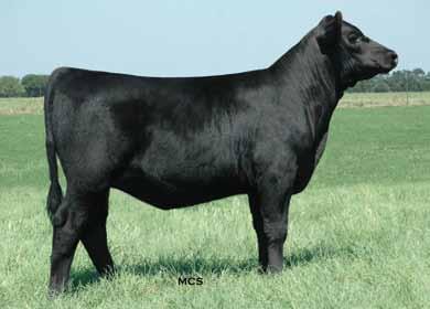 herd. Easter 9135 has been one of the most fertile and prolific females in the KB embryo transfer program, as is evident by the many progeny offered in this sale and others.