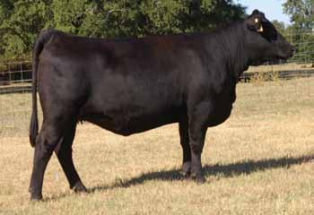 22 R&R Rita 6021 9028 stems from the $25,000 Ray Cattle Company donor dam, GAR Pierre 1322, who is in turn the daughter of GAR Scotch Cap 309, the infamous donor dam of one of the most noted flushes