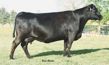 This dam of this daughter of the Denver Champion Hot Rod has been a mainstay in the KB herd with many daughters being among the favorites in the TXLE Sale.