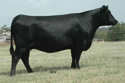 Maternal relatives include Ever Entense 4036, the $50,000 top selling bred heifer of the 2005 C&H sale to Lmestone, LLC and Express Ranches who in turn produced the $130,000 half interest crowd
