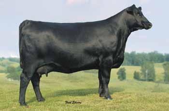 Her titles include being the 2001 Atlantic National Reserve Late Summer Heifer Calf Champion and the 2001 All-American Reserve Grand Champion, 2001 Ohio State Fair Grand Champion, 2002 National