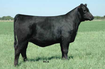 Lot 2A Lady Scotchman 747 Family Lot 2B Lots 2A, 2B and 2C The dam to these flush sisters was KB s selection from the Cane Ridge Cattle Co. Dispersion in Kentucky.