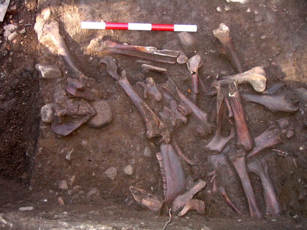 food waste deposits in the vicinity and the concentration of the horse bone in only the two graves suggest the horse bones were funerary deposits. Figure 8: