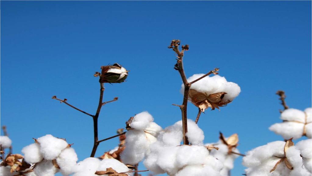 cotton s complex supply chain, from