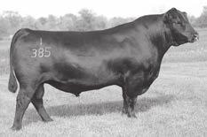 610 is a calving ease, big growth, clean fronted, tight skinned bull with a quiet disposition.