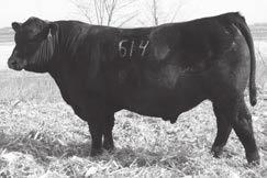 91 +54.84 +130.62 3.60 101 14.1 101.22 5-102 671 is out of a full sister to Active Duty and the famous RB Lady Standard 305-890 cow.