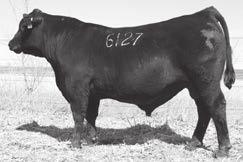 WENDEL LIVESTOCK ANGUS BULLS Brusett Clova Pride X97 - This dam came from the Brusett dispersion in Montana. She wasn t here long before we decided to move her to donor status.