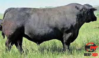 4 +54 +21 +98 Calving Ease: Dam s Production: 9@99 A complete, soft-made 4604 with a big top. Should work on larger heifers. 37 S Summit 4604 S Lass 8245 Marb 2.54 RE 11.7 Lisco 4604 Summit 843 Reg.