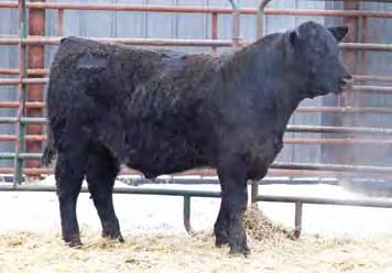 He ranks in the top 5% of the breed for $Weaning and records 69 sons on IMF with a 105 ratio to validate his high carcass merit. Dam is a great Right Time daughter.