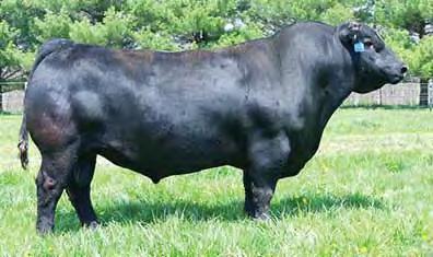 Forefront Ebony Lit of Conanga 840 K C F Bennett Coalition C LA Power Miss 112 85 685 EPDs +9 +1.0 +57 +28 +97 Calving Ease: Dam s Production: 10@104 Out of a 12-year-old Front Page daughter.