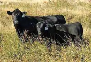 Juanada 67 HBR Encore 0544 Cole Creek Clovanada 709 Pleasanta of Conanga 736 Rito 1I2 of 2536 Rito 6I6 Marcys Erica 017 Cedar Ridge was the $20,000 top-selling bull at Marcy s 2016 sale.