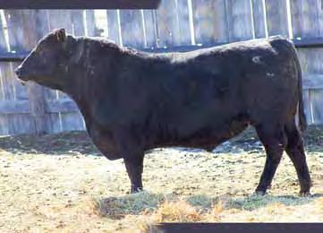 49S Baldridge Kaboom K243 KCF Marcys Erica 629 L A Miss Wrangler 806 K 80 720 EPDs +1 +3.6 +58 +24 +101 Calving Ease: Dam s Production: 1@106 PAP Score: 44 A 536 son with added performance.