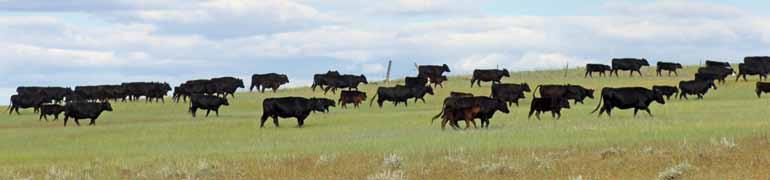 Genomic-Enhanced EPDs As some of you may have heard, the American Angus Association has changed from a Multi-Step process to a One-Step process for Genomic-Enhanced EPDs.