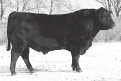 WL Ten X 546 WL Confidence 392 - Maternal brother to Lots 3, 11, 20, 21, 28 and herd bull WL War Party 127.