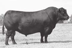WL Packer 5163 - Lot 39 SAV Final Answer 0035 - Sire of Lots 8 and 42.