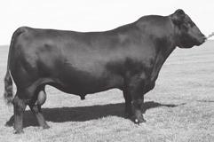 WENDEL LIVESTOCK ANGUS HEIFERS WL 392 Toby Rosebud 364-524 - Lot 62 Connealy Final Product - Sire of Lots 16, 56 and 65.