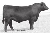 569 is a bull with loads of muscle shape and natural thickness. He is wide-topped with a big hindquarter.