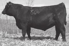 WL Confidence 532 WL Confidence 532 - Lot 12 WL Confidence 563 - Lot 13 WL Objective 5153 - Lot 14 WL In Focus 506 - Lot 15 6 Birth Date: 3-10-2015 Bull 18292975 Tattoo: 532 12Connealy Confidence