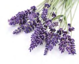 Essential oil uses Uses Essential oils are used for a very wide range of emotional and physical wellness applications.