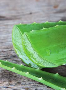 INGREDIENTS ALOE VERA ALOE BARBADENSIS A highly fluid and colourless gel, derived from aloe vera leafs after
